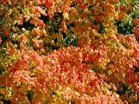 t-leaves-of-autumn800.jpg (12635 bytes)