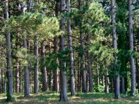 pine-forest-t.jpg (15640 bytes)
