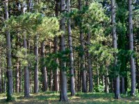 pine-forest-t.jpg (15640 bytes)