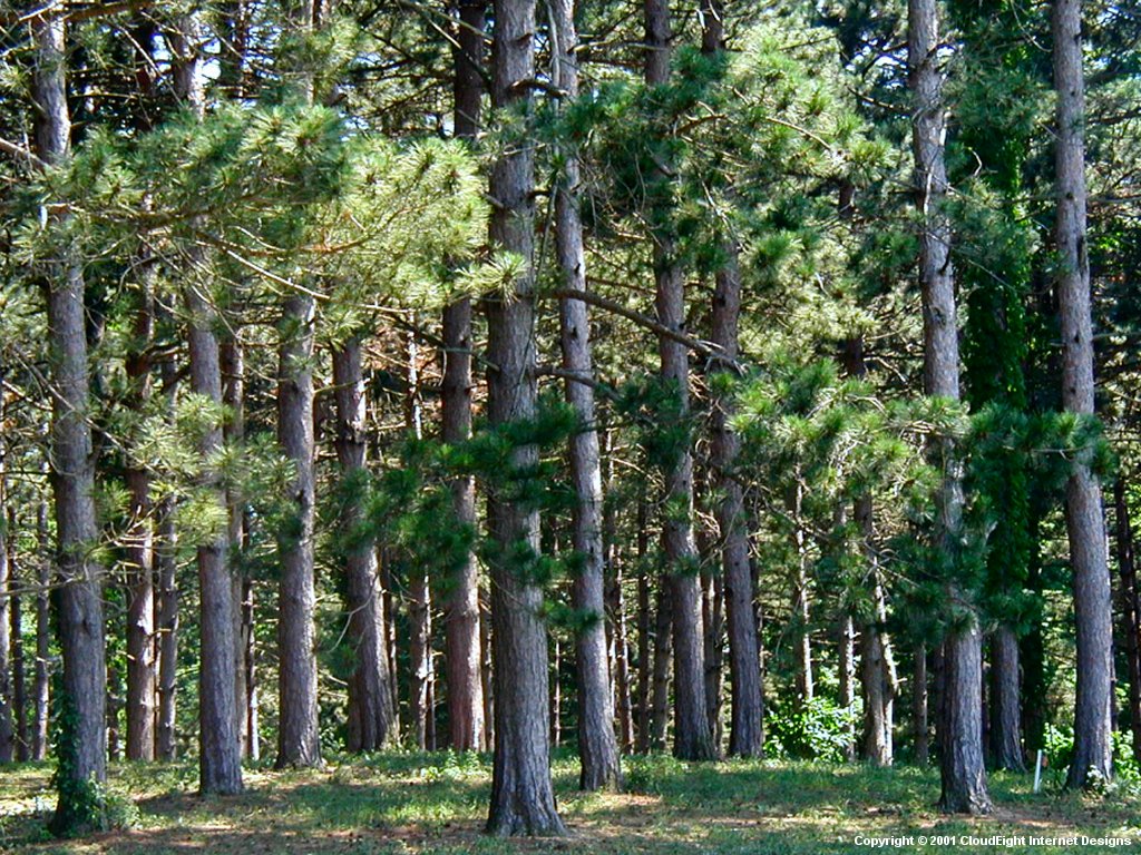 pine-forest1024.jpg