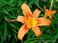 Tiger%20Lily1024_small.jpg